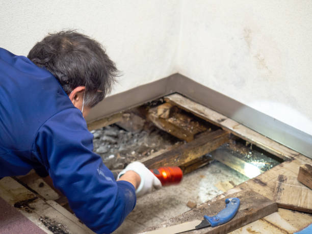 Best Crawl Space Mold Removal  in Calais, ME