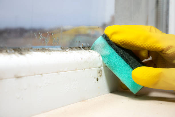 Best Local Mold Removal Service  in Calais, ME