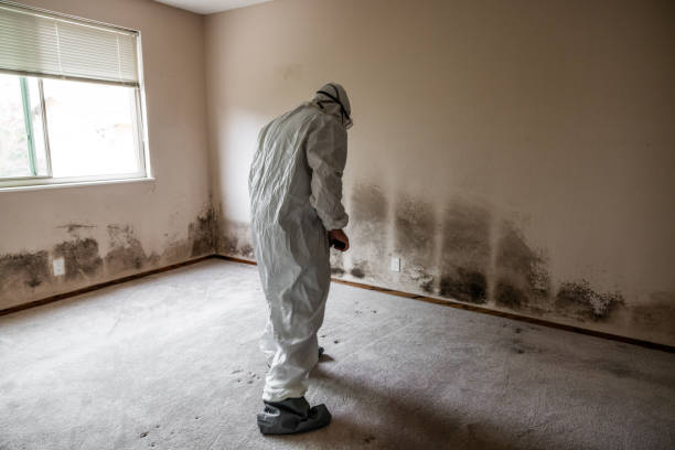 Best Black Mold Removal  in Calais, ME